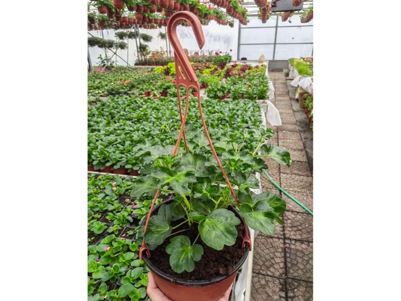 zakacka-za-saksiju-terakota-3